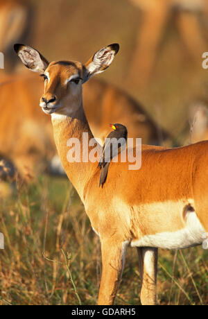 IMPALA Aepyceros Melampus, weibliche mit A gelb abgerechnet OXPECKER Buphagus Africanus, Kenia Stockfoto