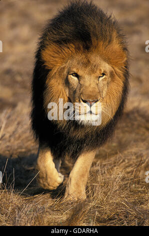 AFRIKANISCHER Löwe Panthera Leo, männlichen WALKING ON DRY GRASS Stockfoto