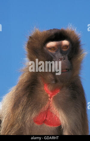 GELADA Pavian Theropithecus Gelada, Porträt von weiblichen Stockfoto