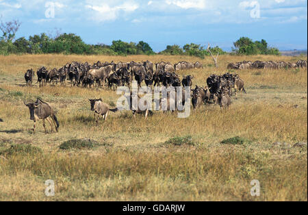 STREIFENGNU Connochaetes Taurinus, Herde zu migrieren, MASAI MARA PARK, Kenia Stockfoto
