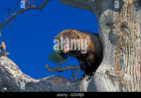 Fisher, Martes Pennanti, Erwachsene im Baum, Kanada Stockfoto