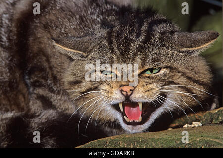 Europäische Wildkatze, Felis Silvestris, Erwachsene Knurren, mit offenem Mund Stockfoto