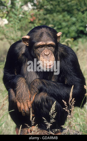 Schimpansen pan Troglodytes, Erwachsenen sitzen Stockfoto