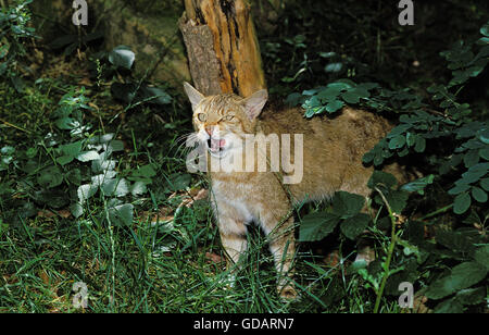 Europäische Wildkatze Felis Silvestris, Erwachsene lecken Stockfoto