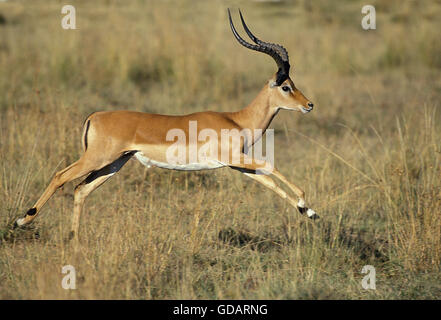 Impala, Aepyceros Melampus, männliche ausgeführt, Masai Mara Park in Kenia Stockfoto