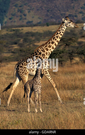 Masai-Giraffe, Giraffa Plancius Tippelskirchi Mutter mit Kalb in Savanne, Masai Mara-Park in Kenia Stockfoto