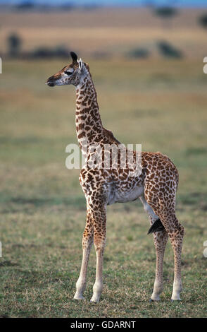 Masai-Giraffe, Giraffa Plancius Tippelskirchi, Kalb in Savanne, Masai Mara-Park in Kenia Stockfoto
