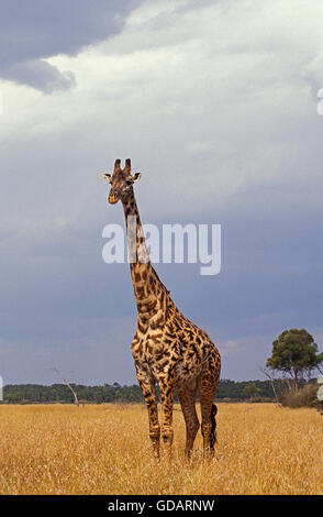 Masai-Giraffe, Giraffa Plancius Tippelskirchi, Erwachsenen in Savanne, Masai Mara-Park in Kenia Stockfoto