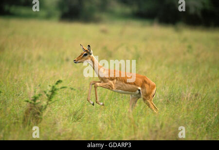 Impala, Aepyceros Melampus, Weiblich, die auf langen Grass, Kenia Stockfoto