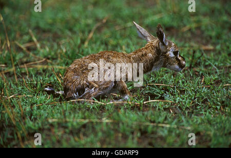 Thomson es Gazelle, Gazella Thomsoni, neu geboren Baby (eine Stunde), Masai Mara-Park in Kenia Stockfoto