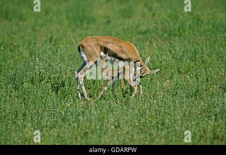 THOMSON es GAZELLE Gazella Thomsoni, weibliche mit seiner neuen geboren Kalb, Kenia Stockfoto