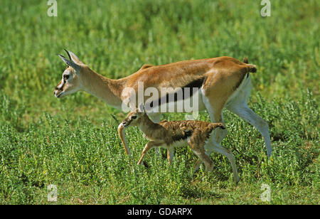 THOMSON es GAZELLE Gazella Thomsoni, weibliche mit seiner neuen geboren Kalb, Kenia Stockfoto