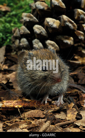 Wühlmaus, Clethrionomys Glareolus, Erwachsenen in der Nähe von Tannenzapfen Bank Stockfoto