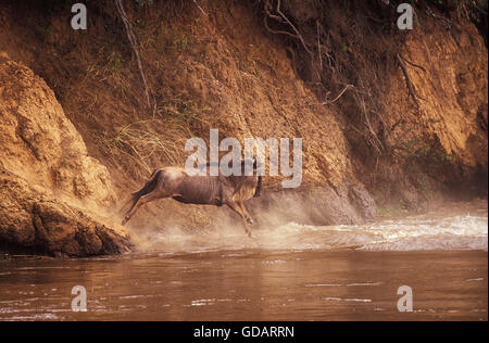 Gnus, Connochaetes Taurinus, Erwachsene über Mara Fluss während der Migration, Masai Mara-Park in Kenia Stockfoto
