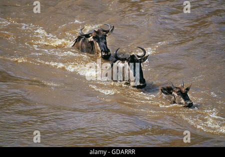 Gnus, Connochaetes Taurinus Gruppe Kreuzung Mara River während der Migration, Masai Mara-Park in Kenia Stockfoto