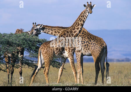 Masai-Giraffe, Giraffa Plancius Tippelskirchi, Herde von Erwachsenen in Kenia Stockfoto