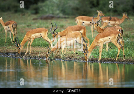 Impala, Aepyceros Melampus, Herde trinken am Wasserloch, Masai Mara-Park in Kenia Stockfoto