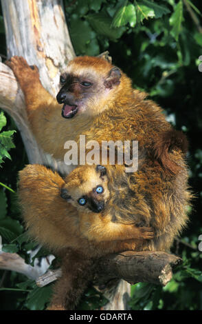 Black Lemur Eulemur Macaco, Weibchen mit jungen Stockfoto