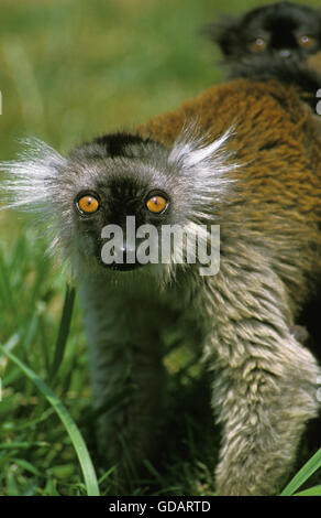 Black Lemur Eulemur Macaco, Weiblich Stockfoto