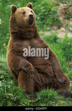 Brauner Bär, Ursus Arctos, Erwachsenen sitzen Stockfoto