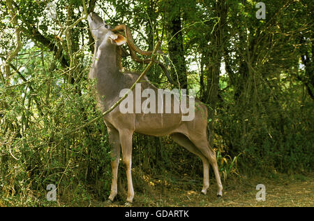 Große Kudu, Tragelaphus Strepsiceros, männlichen Essen Zweig in Bush, Kenia Stockfoto