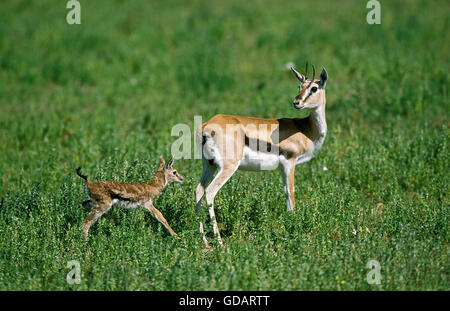 Thomson es Gazelle, Gazella Thomsoni, Mutter mit Neugeborenen jungen, Masai Mara-Park in Kenia Stockfoto