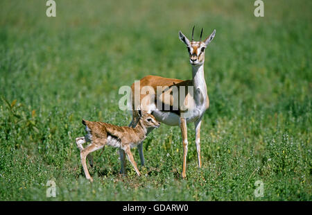 Thomson es Gazelle, Gazella Thomsoni, Weibchen mit Neugeborenen Fawn, Masai Mara-Park in Kenia Stockfoto