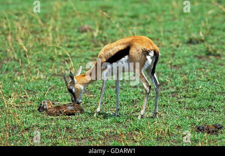 Thomson es Gazelle, Gazella Thomsoni, Weibchen mit Neugeborenen Fawn, Masai Mara-Park in Kenia Stockfoto