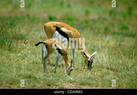 Thomson es Gazelle, Gazella Thomsoni, Mutter mit jungen, Masai Mara-Park in Kenia Stockfoto