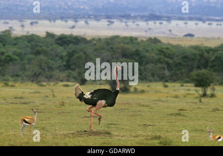 MÄNNLICHE Strauß Struthio Camelus mit THOMSON GAZELLE Gazella Thomsoni, Kenia Stockfoto