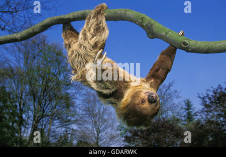 Zwei-Toed Sloth, Choloepus Didactylus, Erwachsene Zweig hängend Stockfoto