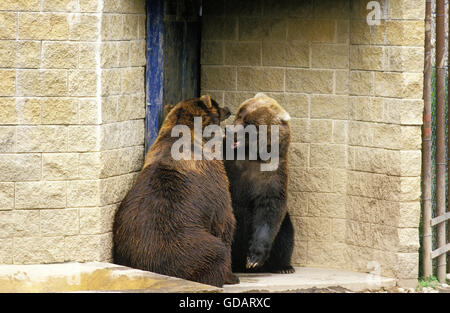 Brauner Bär, Ursus Arctos, im Zoo Stockfoto