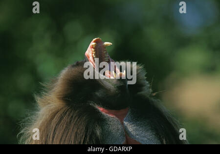 Gelada Pavian, Theropithecus Gelada, Porträt von männlichen aufrufen, mit offenem Mund Stockfoto