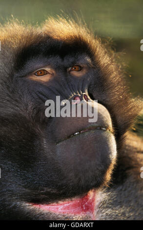 GELADA Pavian Theropithecus Gelada, Porträt von männlichen Stockfoto