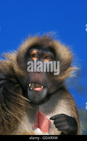 Gelada Pavian, Theropithecus Gelada, Porträt von männlichen Stockfoto