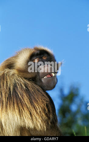 Gelada Pavian, Theropithecus Gelada, Porträt von männlichen Stockfoto