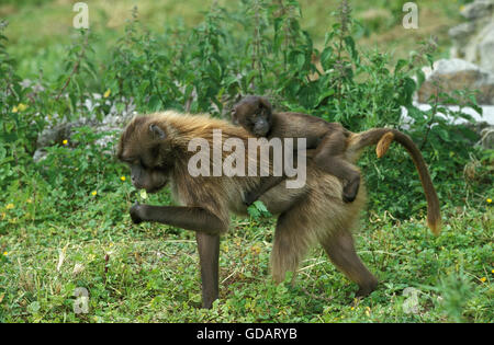 GELADA Pavian Theropithecus Gelada, Mutter tragen junge ON ITS BACK Stockfoto