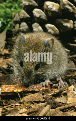 Bank Wühlmaus, Clethrionomys Glareolus, Erwachsene Stockfoto