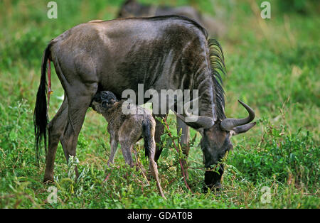 Gnus, Connochaetes Taurinus, weiblich mit Neugeborenen Kalb, Baby Suckling, Serengeti-Park in Tansania Stockfoto