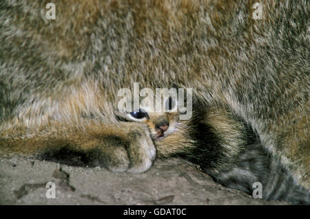 Europäische Wildkatze, Felis Silvestris, Kätzchen, die Verlegung unter Mutter Stockfoto