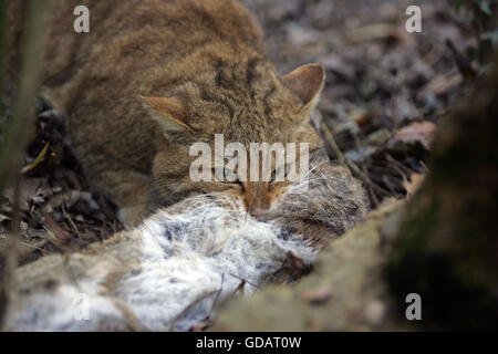 Europäische Wildkatze, Felis Silvestris, mit einem Kill, eine europäische Kaninchen Stockfoto