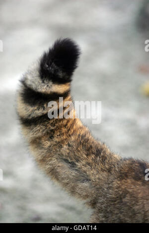 Europäische Wildkatze, Felis Silvestris, Nahaufnahme, Schwanz Stockfoto