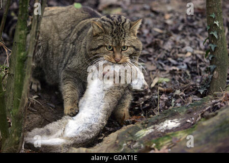 Europäische Wildkatze, Felis Silvestris, mit einem Kill, eine europäische Kaninchen Stockfoto