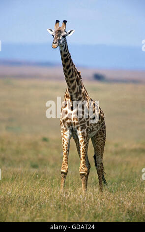 Masai-Giraffe, Giraffa Plancius Tippelskirchi, Masai Mara-Park in Kenia Stockfoto
