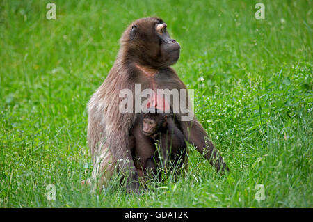 Gelada Pavian, Theropithecus Gelada, Weibchen mit jungen Stockfoto