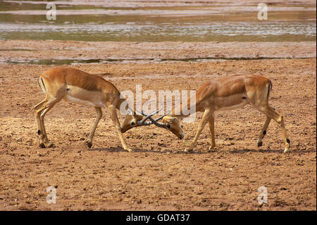 Impala, Aepyceros Melampus, Männchen kämpfen, Masai Mara-Park in Kenia Stockfoto