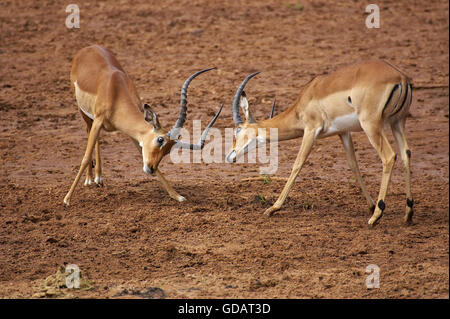 Impala, Aepyceros Melampus, Männchen kämpfen, Masai Mara-Park in Kenia Stockfoto