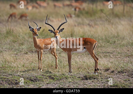 Impala, Aepyceros Melampus, Männchen, Masai Mara Park in Kenia Stockfoto