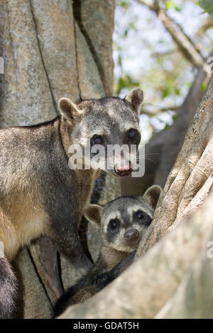 Krabbe-Essen Waschbär Procyon Cancrivorus, Erwachsene im Baum, Los Lianos in Venezuela Stockfoto