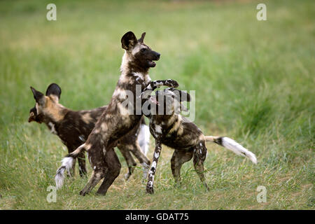 Afrikanischer Wildhund, LYKAON Pictus, Erwachsene spielen, Namibia Stockfoto
